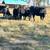 Black Angus Cows 7 thumbnail