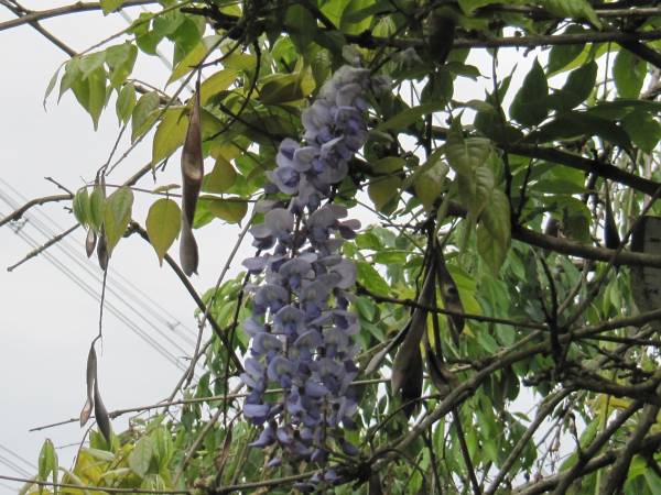 Blue Moon Wisteria 1