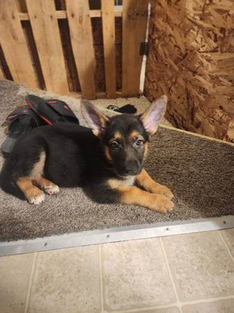 Cachorro de pastor alemán (Sacramento)63848874482691121