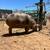 Yorkshire Hampshire piglets pigs pig 13 thumbnail