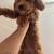 Cavapoos 1 thumbnail