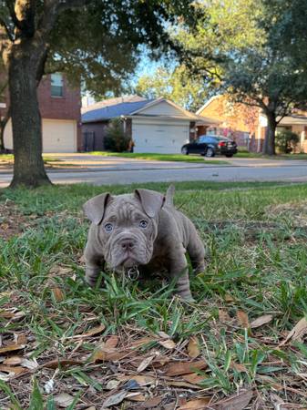 American Bully "Micro" (Cypress)63859314359939121