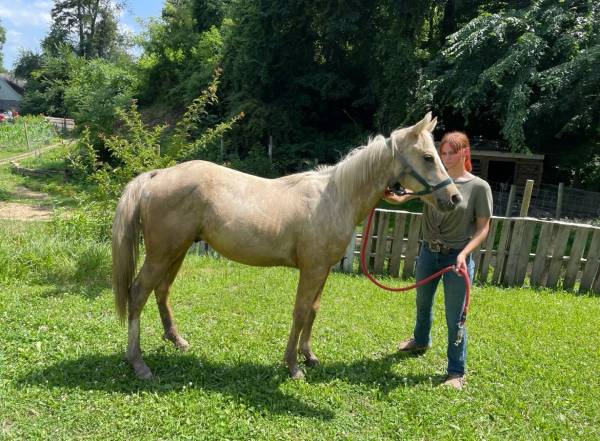 Stud colt 1