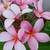 Plumeria Multi-Branched Pink, Dark Pink Flowers 10 thumbnail