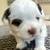 Adorable Fluff 3 thumbnail