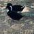Male Ducks 5 thumbnail