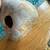 3 gourds bird houses garden decor craft supplies tree hanging home 6 thumbnail