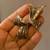 Collection of Vintage Signed Boucher Brooches 9 thumbnail