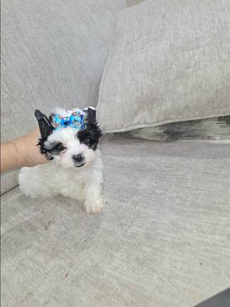 Yorkie 9 weeks old 1