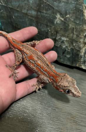 Gecko (Downey)63870036802051120