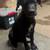 Doberman Corso 5 mo 2 thumbnail