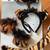 Halloween- 5 pieces Tiger accessory set for teens/adults 2 thumbnail