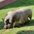 Pot belly pig 1 thumbnail