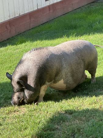 Pot belly pig 1