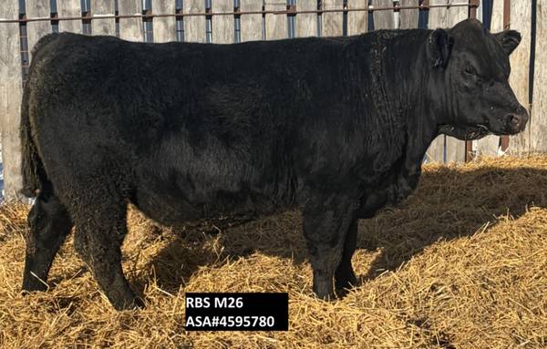 RUFFY BROOK SIMMENTAL BULLS 1