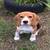 Adorable PupsBeagle 1 thumbnail
