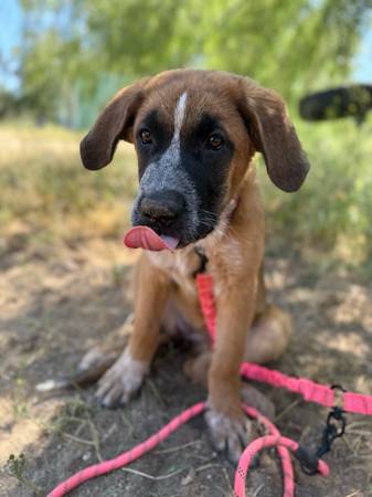 Smart Female St. Bernard / German Shepherd Mix – 6 Months Fully vaccinated (Santa Clarita)63829967794435120
