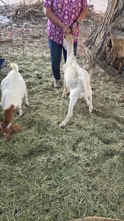 Bucklings 1
