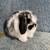 Holland Lop Rabbits 10 thumbnail