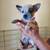 Red heeler puppies (Australian cattle dog) 1 thumbnail
