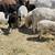 Sheep/ Barrego 9 thumbnail