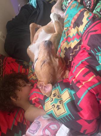 Pit Terrier year old (Cleveland)63686605091587123