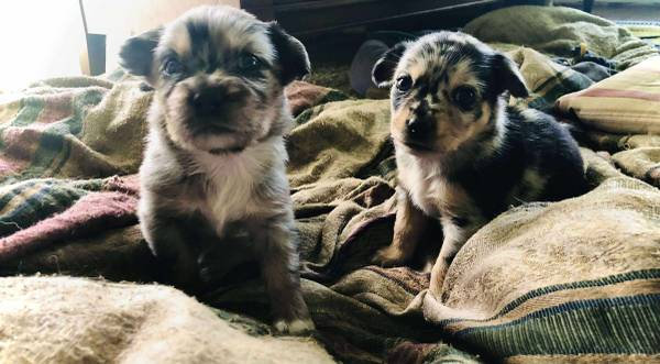 PUPPIES FOR SALE (Columbia)63685425116291121