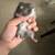 1 Month-Old Syrian Hamsters (Teddy Bear) 🐹 - $30 (La Jolla) 6 thumbnail