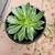 Nice Succulent Plants 6 thumbnail