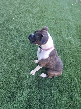 Boxer hembra atigrada63860186016641121