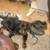 Rottweiler puppy 2 thumbnail