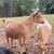 Pair Nigerian Dwarf Goats (Doe,Wether) Blue Eyed Moon-spotted 6 thumbnail
