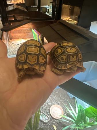 Leopard tortoises (Woodbine)63670857314691122