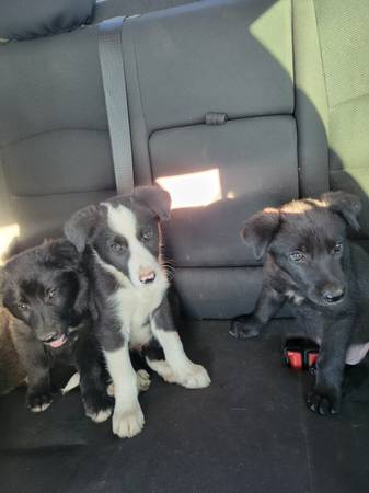 Border collie puppies (morgan hill)64031023474563122