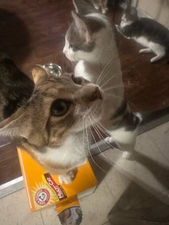 6-7 month old kittens (Concord)63696398305027122