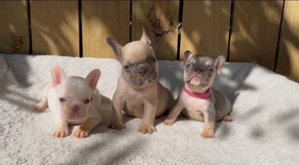 Frenchie (Houston)63859314446721122