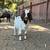 Boer goat 1 thumbnail