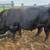 Simmental bull 6 thumbnail
