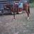 Super broke gelding 7 thumbnail