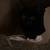 Rehoming my kitty ASAP 4 thumbnail