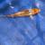 Imported Japanese Koi 1 thumbnail