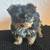 Yorkie babies need forever homes 1 thumbnail