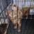 9 month old danschund 1 thumbnail