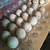 Pekin Duck Hatching Eggs 3 thumbnail