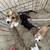 Papillion/chihuahua mix & chihuahua/dashhound mix 24 thumbnail
