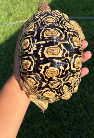 Tortoise (Houston)63859315470467121