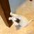 3 white kittens 1 thumbnail