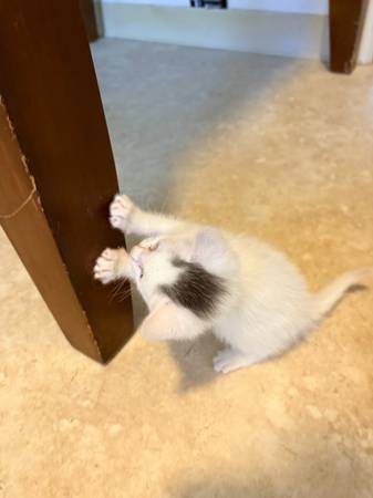 3 white kittens 1