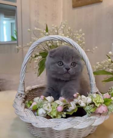 gatitos Scottish Fold Kent WA (Kent)63697490545667123