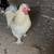 Beautiful rooster 2 thumbnail